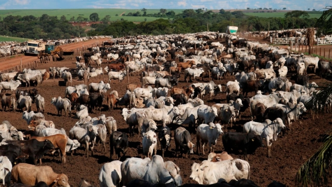 Liquidação de posições marca a semana do boi gordo na B3, mas contratos futuros fecham em campo misto nesta 6ª feira