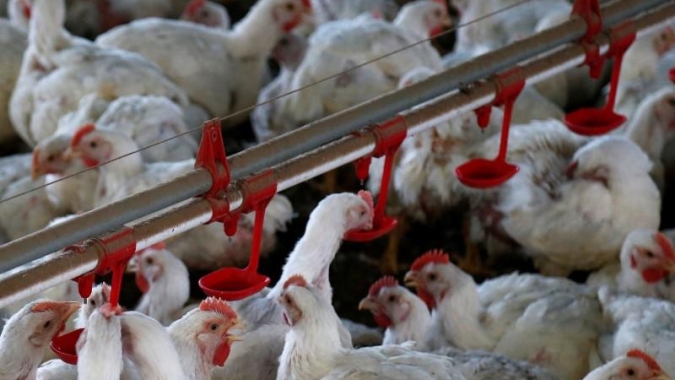 Abate de frangos sobe 1,9% em 2019 ante 2018, diz IBGE