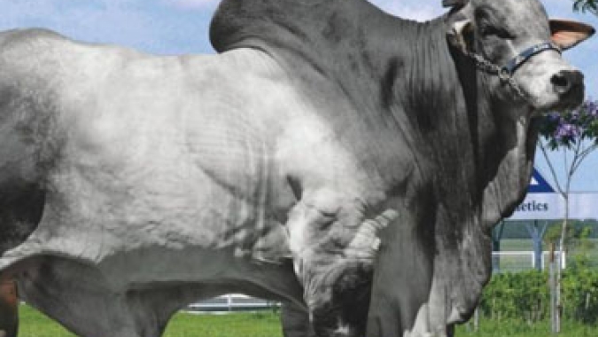 Angus tem alta de 53% na venda de sêmen produzido no Brasil
