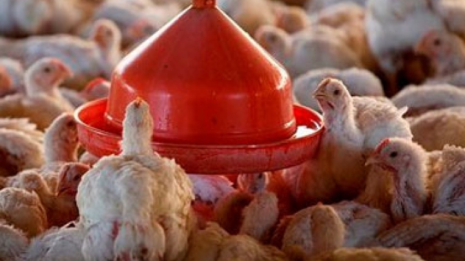 Preços se sustentam no mercado do frango, e pequenas altas são vistas para a ave congelada ou resfriada em SP nesta segunda-feira (16)