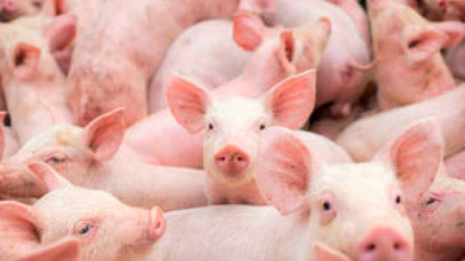 Cotação do suíno CIF apresenta alta de 4,20% nesta 2ª feira (11)