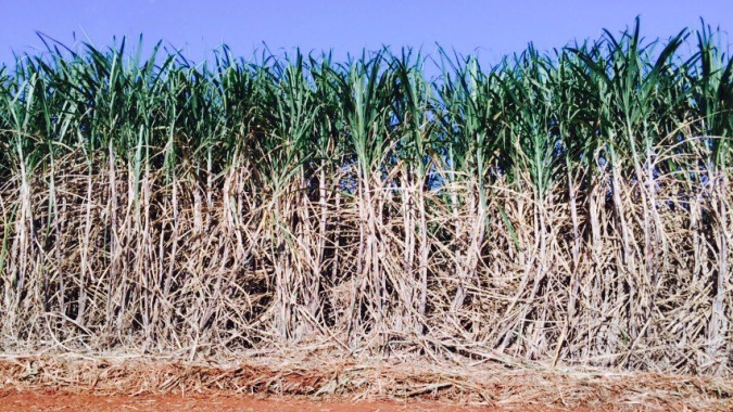 Preços do açúcar na Índia sobem com produção em queda em meio à demanda recorde