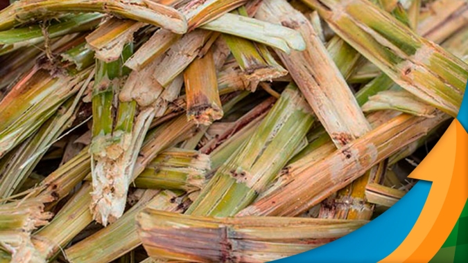 Pesquisa no PR auxilia na obtenção de plástico biodegradável através do bagaço de cana