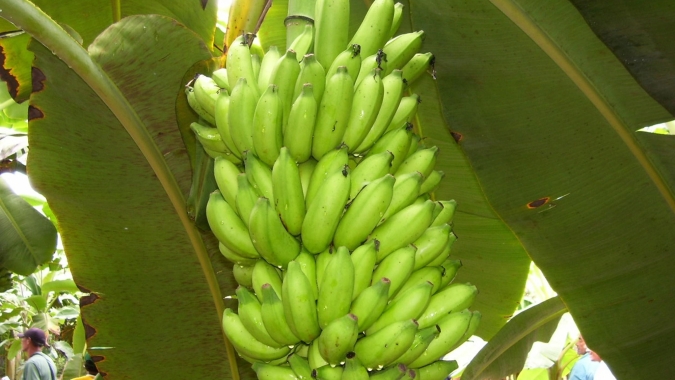 Banana/Cepea: Cotações recuam no Vale do Ribeira com fim de mês