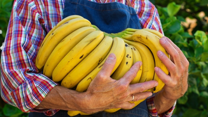 Banana/Cepea: Apesar de oferta limitada, menor qualidade impede reação nos preços