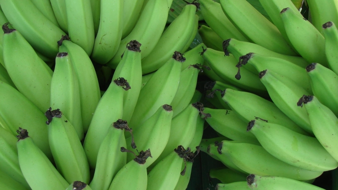 Banana/Cepea: Menor demanda pressiona cotações no Vale do Ribeira