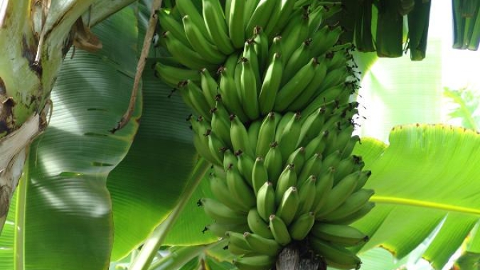 Bananicultura é opção para diversificar a agropecuária em Conselheiro Pena, Leste de Minas