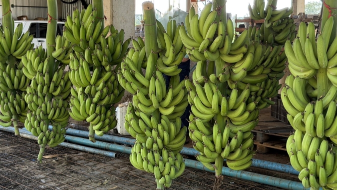 Dia Nacional da Banana destaca produtor de Dom Aquino que investe na expansão da cultura