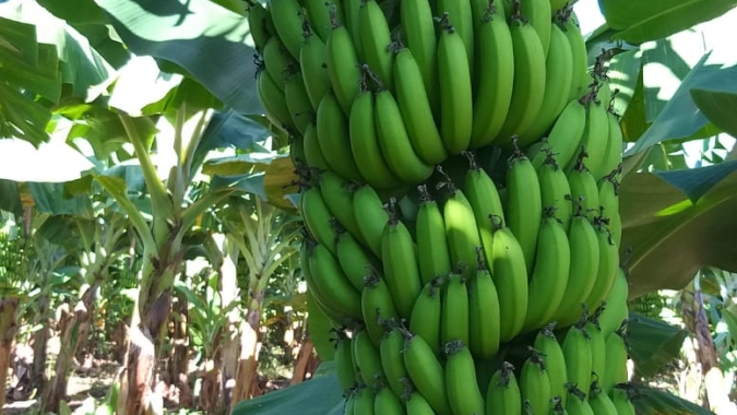 Extensão rural faz de Itaquiraí referência no plantio da banana pela agricultura familiar