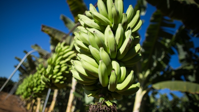 Banana/Cepea: Nanica atinge maior preço do ano no Norte de SC