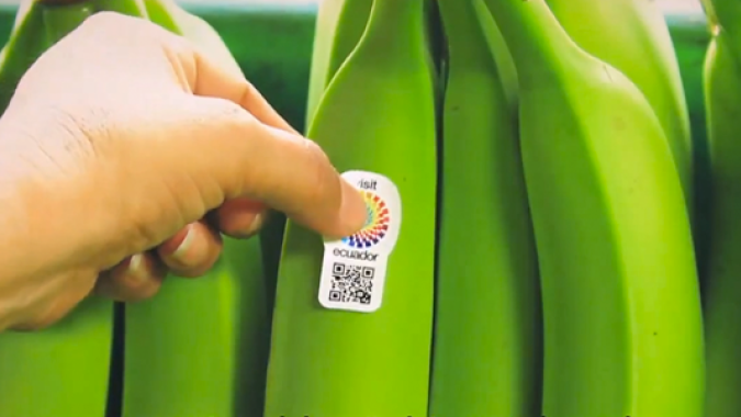 Banana: produtores e exportadores entram em atrito no Equador por conta de valor dos contratos para 2023