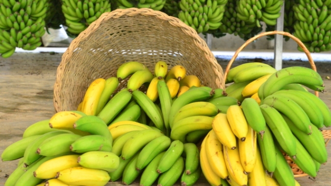 Epagri disponibiliza gratuitamente versão digital de livro para aprimorar produção de banana em Santa Catarina