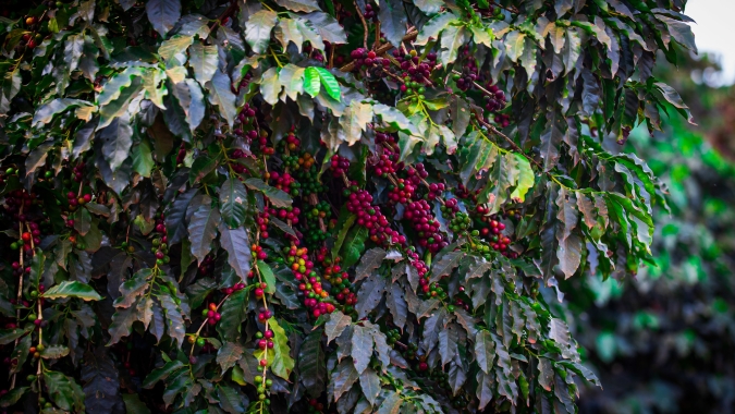 Exportação de café do Brasil deve crescer 3% em 2022/23, diz Safras