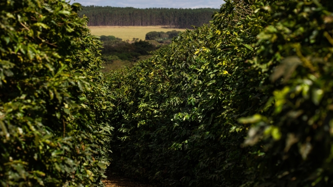 Café batendo 240 cents/lbp em NY elevou margem líquida para 25%, abrindo oportunidade única para o produtor