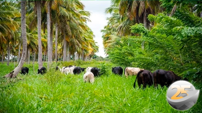 Agricultura de baixo carbono para preservação ambiental, sustentabilidade do sistema produtivo e rentabilidade da atividade