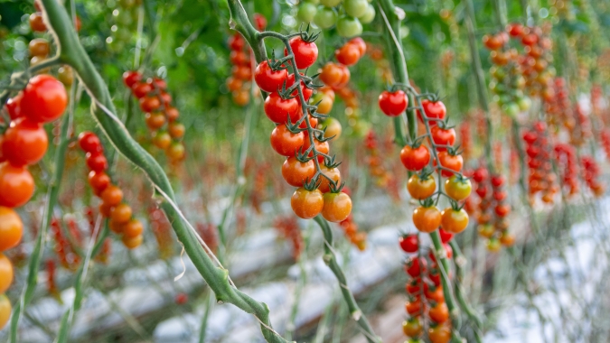 Tecnologia no campo: BASF celebra o Dia Mundial da Alimentação com avanços que impulsionam produtividade e sustentabilidade