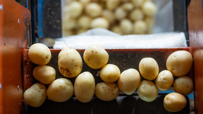 Batata/Cepea: Com maior oferta, movimento de queda nas cotações é reforçado