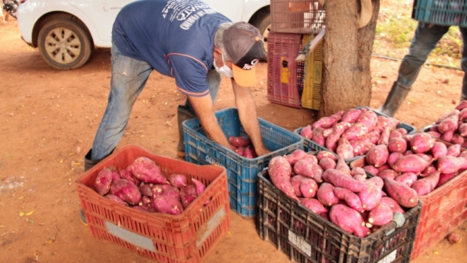 Batata-doce é cultivada no Alto Sertão de Sergipe com irrigação pública e assistência técnica