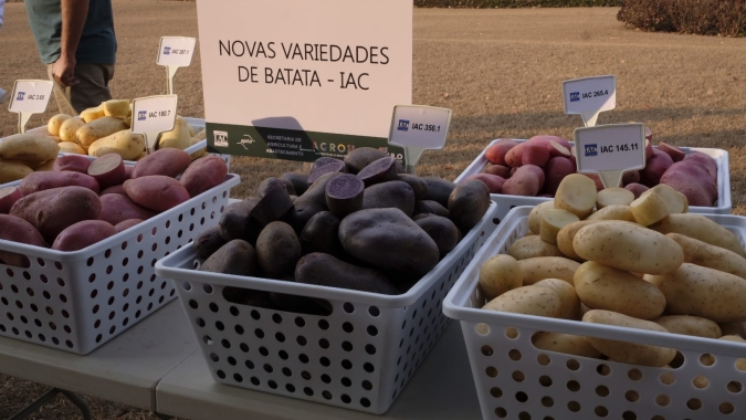 IAC lança as primeiras variedades de batata coloridas do Brasil