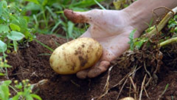 Batata/Cepea: Com o tempo firme, aumenta a oferta nos atacados