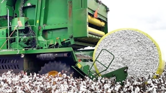 Colheita de algodão perto de 40% em Goiás