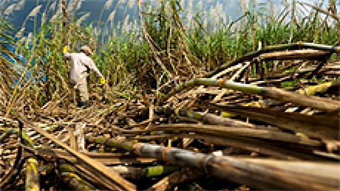 Bureau Veritas valida primeiro programa de emissão de títulos verdes para produtores de cana-de-açúcar