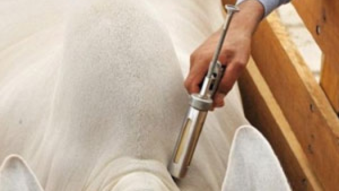 Zoetis completa sua linha de vacinas contra clostridioses