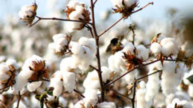 Algodão/Cepea: Preços da pluma sobem em novembro e retomam patamar de ago/24