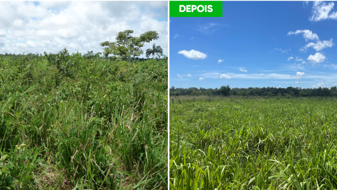 Corteva Agriscience lança tecnologia para controle de plantas daninhas em pastagem alinhada à pecuária sustentável