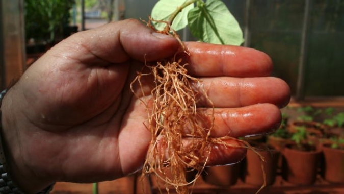 Bayer apresenta nova solução para o manejo de nematoides na soja