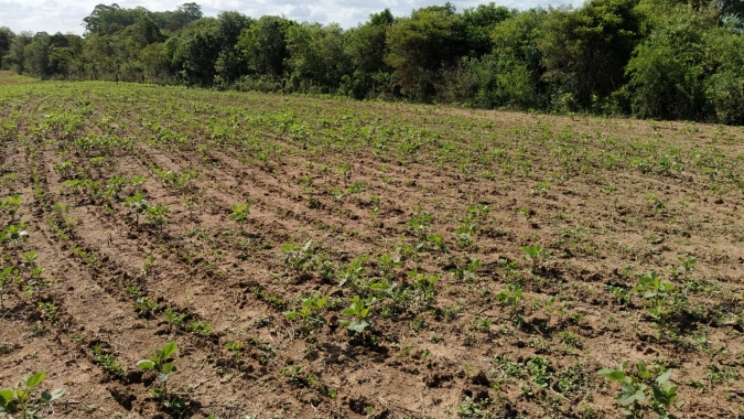 Uma das áreas de atuação da Cotribá no RS já registra perdas maiores do que 50% para soja e milho