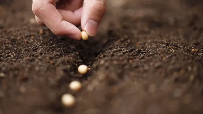 Plantio da soja avança bem no Brasil; ritmo do milho de verão é mais devagar, mostra levantamento da DATAGRO