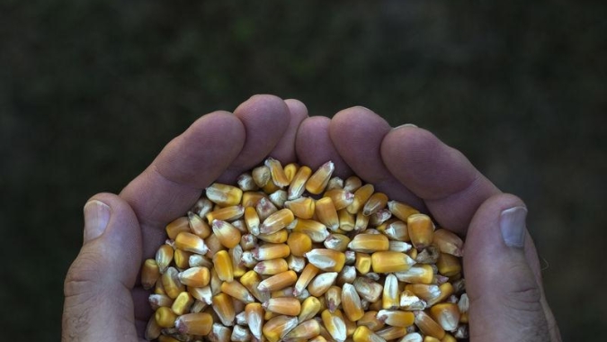Milho: Chicago ainda repercute ataque à porto da Ucrânia e cotações seguem em alta nesta 3ªfeira