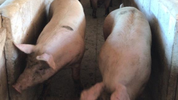 Suínos: terça-feira (19) com queda no preço do animal vivo