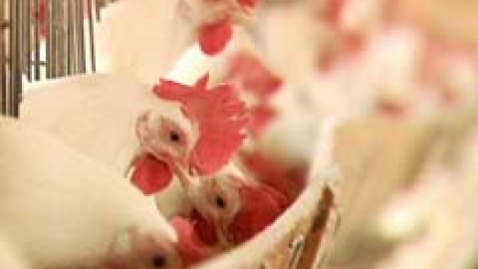 Preço do frango vivo sobe no Paraná e em Santa Catarina nesta sexta-feira (24)