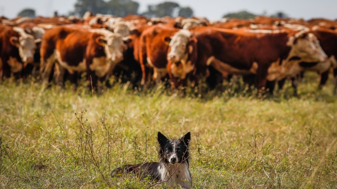 Preço da arroba do boi gordo em Goiás avança 4,20% em uma semana, diz IFAG
