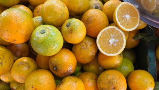 Temperaturas baixas favorecem início da colheita da safra de bergamota no Estado