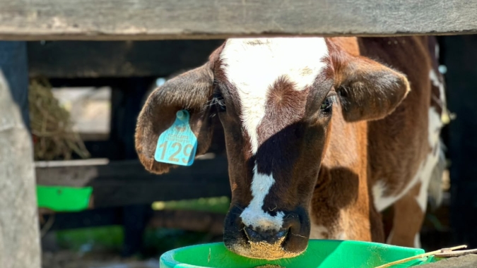 Dia da Pecuária: bovinocultura e diversidade da produção animal movimentam Mato Grosso