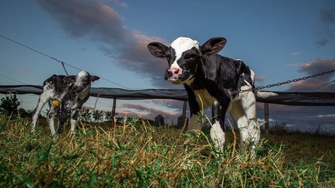 Programa de Produção Sustentável de Bezerros atende 360 propriedades em Mato Grosso