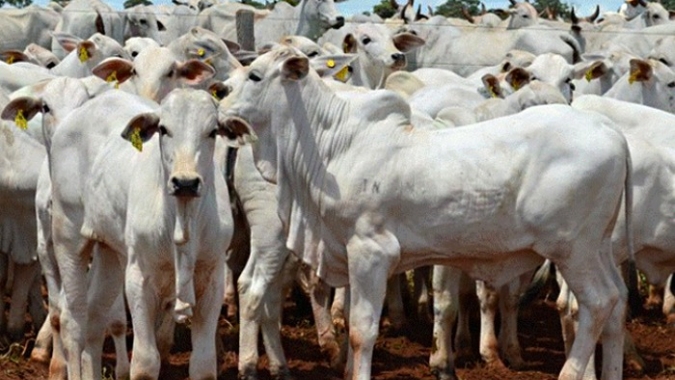 Agrobrazil: Abertura da semana trouxe negociações distintas para os estados