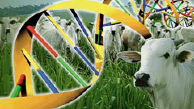 Primeira edição virtual do Pró-Genética começa no próximo sábado e terá cerca de 100 animais à venda em MG