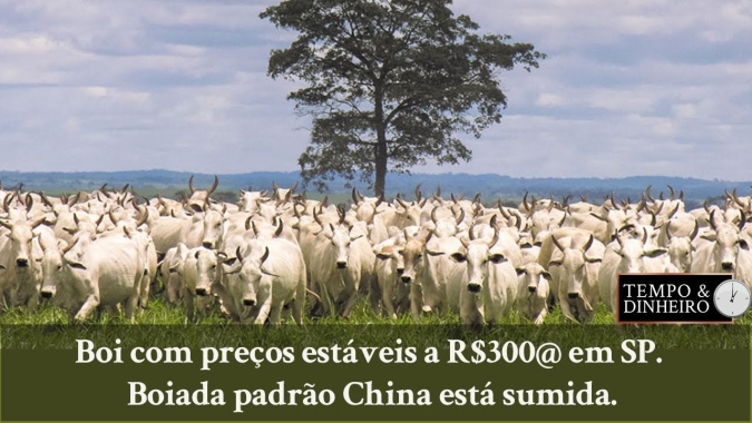Sérgio Braga: Boi com preços estáveis a R$ 300@ em SP. Boiada padrão China está sumida.