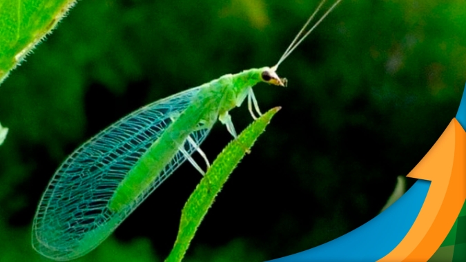 Entenda como atua o Crisopídeo (Chrysoperla externa) agente macrobiológico certificado para controle de pulgões e mosca-branca
