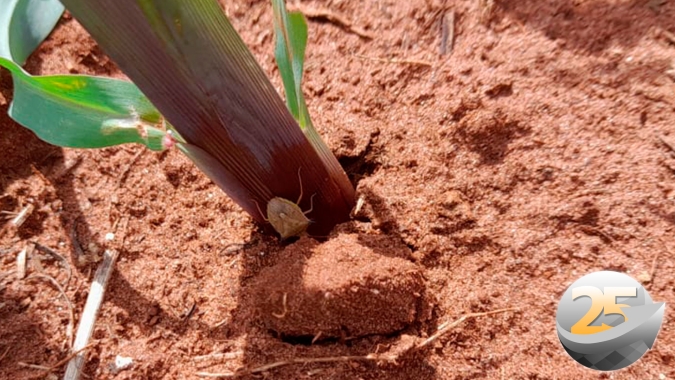Percevejos e Cigarrinhas atacam lavouras de milho em Laguna Carapã/MS