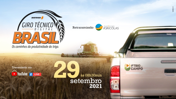 Trigo no sistema de produção favorece diversificação de culturas, manejo de solo e renda no campo