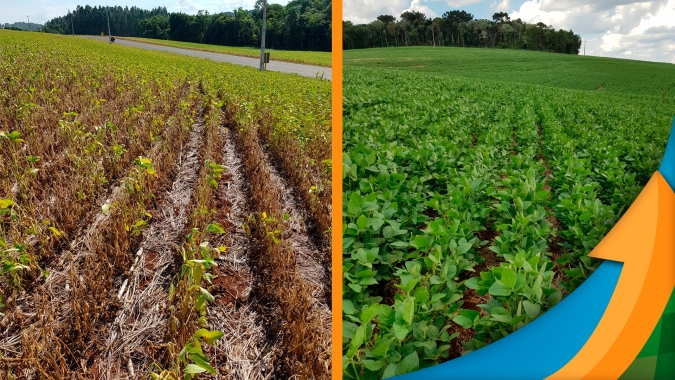 5% da soja em Pato Branco/PR recebeu chuva e se desenvolve bem, o restante sofre com seca e baixa produtividade