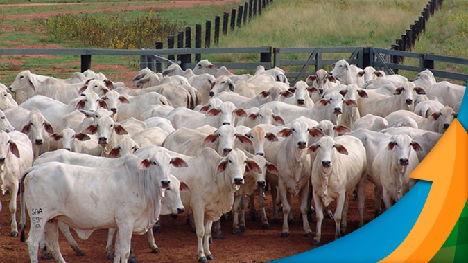 Volume de carne bovina produzida no primeiro trimestre foi 18% maior que no mesmo período do ano passado, contabiliza Cepea