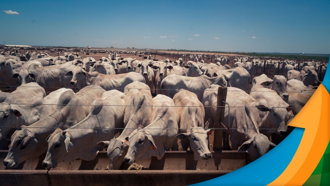 Aumento na oferta de animais pode se intensificar a partir de fevereiro e aumentar pressão sobre arroba, alerta Agrifatto