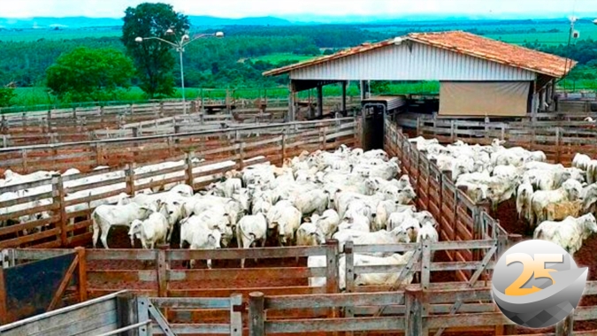Para pecuarista paulista, depois das quedas na arroba do boi por conta da valorização do real, tendência é de estabilização nos preços