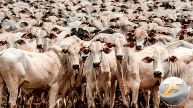 Boi: cenário de aumento de oferta de animais a partir de abril está se desenhando e pode provocar pressão pontual na cotações da arroba